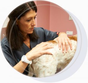 L'arrivée du chat en clinique vétérinaire : un facteur de stress - Clinique  vétérinaire des Baous